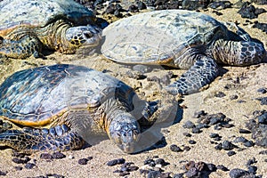 Turtles on Hawaiian beach