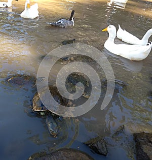 Turtles, iguanas and ducks share the space