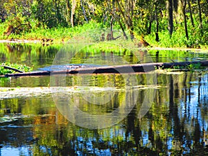 Turtles jump off a log into the water, along the bank of a florida river