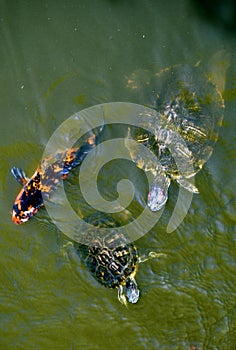 Turtles and Koi Fish