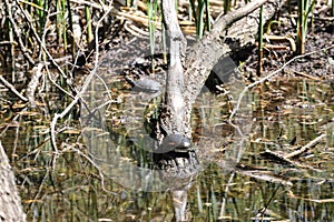 Turtles on a lake in the park