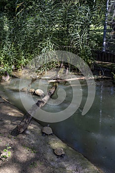 Turtles in the Lake Tisza Ecocentre in Poroszlo photo