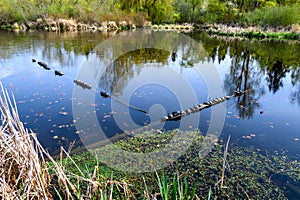 Turtles laying on logs floating in Lake Washington on a sunny spring day, Juanita Bay Park, Kirkland, WA