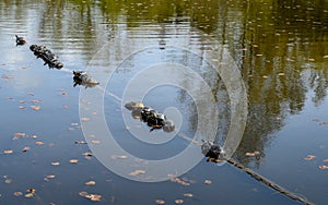 Turtles laying on logs floating in Lake Washington on a sunny spring day, Juanita Bay Park, Kirkland, WA