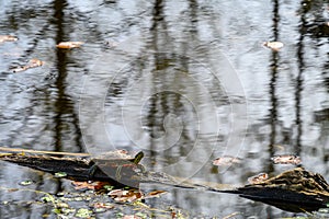 Turtles laying on logs floating in Lake Washington on a sunny spring day, Juanita Bay Park, Kirkland, WA