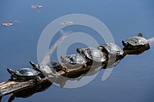 Turtles laying on logs floating in Lake Washington on a sunny spring day, Juanita Bay Park, Kirkland, WA