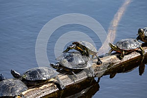 Turtles laying on logs floating in Lake Washington on a sunny spring day, Juanita Bay Park, Kirkland, WA