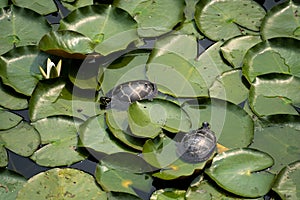 Turtles on lily pad in pond in New England