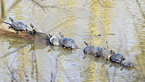 Turtles Lined Up on a Log, Sunning in the Spring