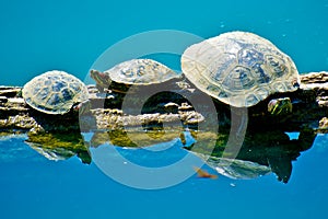 Turtles on log