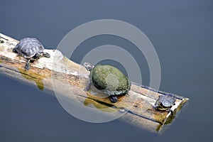 Turtles On A Log