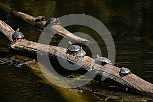 Turtles on Log