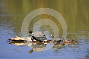 Turtles on a Log