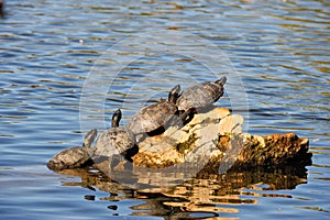 Turtles on log in water