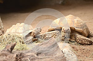 Turtles in Loro Park in Puerto de la Cruz on Tenerife, Canary Islands photo