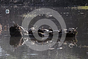 TURTLES LOST IN THE MIDDLE OF TRASH