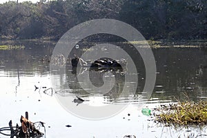 TURTLES LOST IN THE MIDDLE OF TRASH