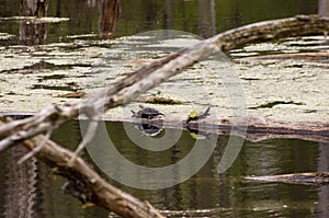 Turtles mating