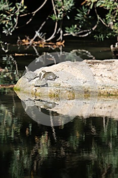 Turtles moss waterfall. Turtle on ground