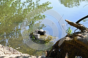 Turtles near the coast.