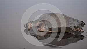 Turtles Nesting during sunrise in Costa Rica