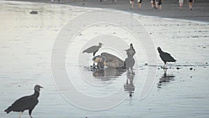 Turtles Nesting during sunrise in Costa Rica