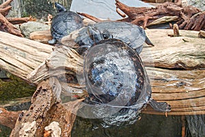 Turtles at the North Carolina Aquarium