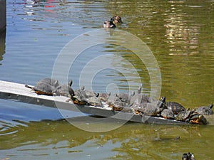 Turtles in the park de la Paloma-Benalmadena-Spain