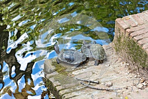 Turtles in the Parque Laberinto de Horta in Barcelona. Catalonia photo