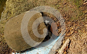 the turtles in the pond