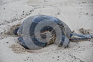 Turtles at Poipu Beach on Kauai Island in Hawaii