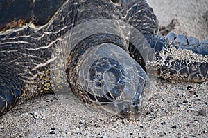 Turtles at Poipu Beach on Kauai Island in Hawaii