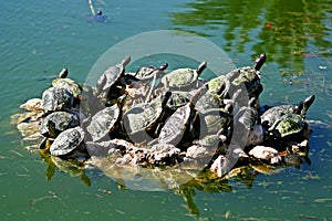 Turtles in a pond