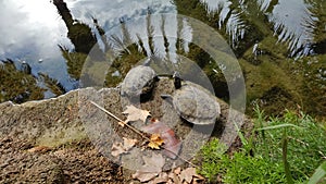 The turtles in the pond