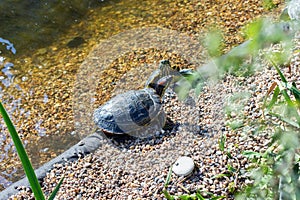 Turtles Red Eared Terrapin Trachemys scripta elegans bask in the sun at the edge of the shore