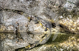 Turtles reflection