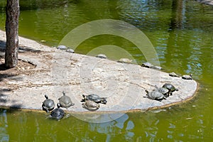 Turtles in the Reina SofÃ­a Dunes park on Guardamar del Segura beach, Alicante. Spain.