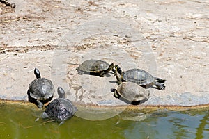 Turtles in the Reina SofÃ­a Dunes park on Guardamar del Segura beach, Alicante. Spain.