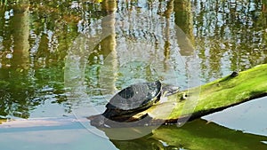 Turtles Reptile in Wild Life Nature
