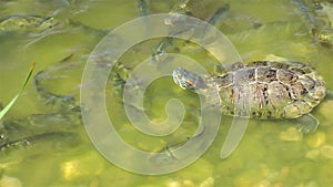 Turtles Reptile in Wild Life Nature