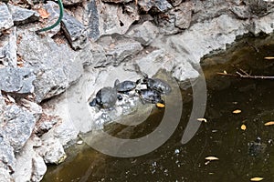 Turtles rest on stone Terrapin Pond Athens, Greece