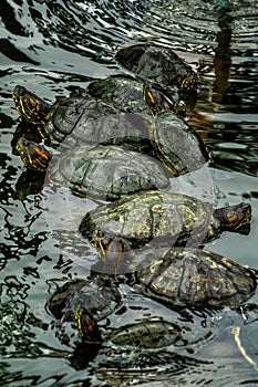 Turtles resting in the artificial lake of the seminary park in Guayaquil Ecuador