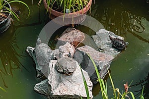 Turtles are resting on a stone in a pond.