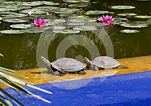 Turtles resting in the sun with purple water-lilies in the background  in the Jardin Majorelle in Marrakesh, Morocco.