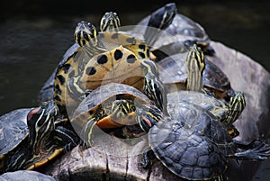Turtles in a row
