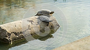 Turtles on the ruins of Miletus - an ancient Ionian city, Turkey