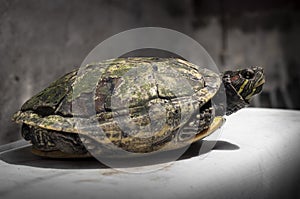 Turtles are scaly quadrupeds which belong to the reptile group. This animal nation called Testudinata is unique and easily recogni photo