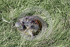 Turtles are scaly quadrupeds which belong to the reptile group. This animal nation called Testudinata is unique and easily recogni photo