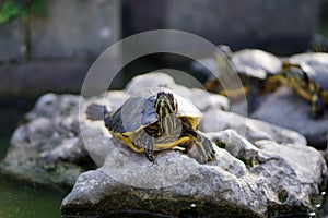 Turtles sit on rocks