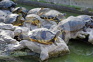 Turtles sit on rocks